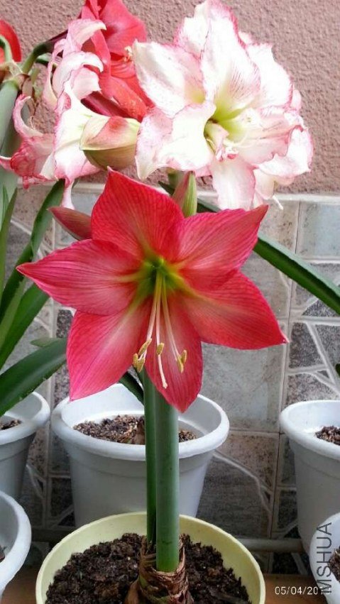 ��������20130405.jpg