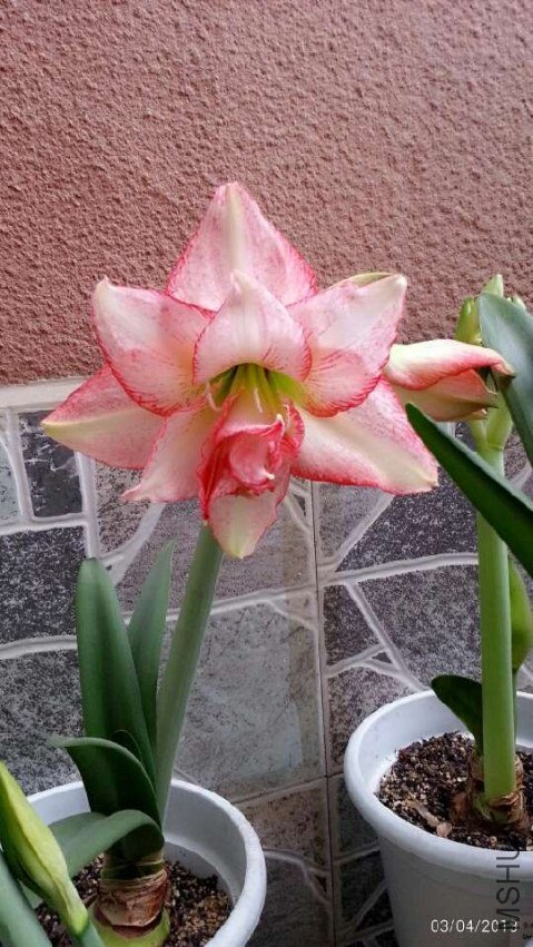 ˫��20130403.jpg