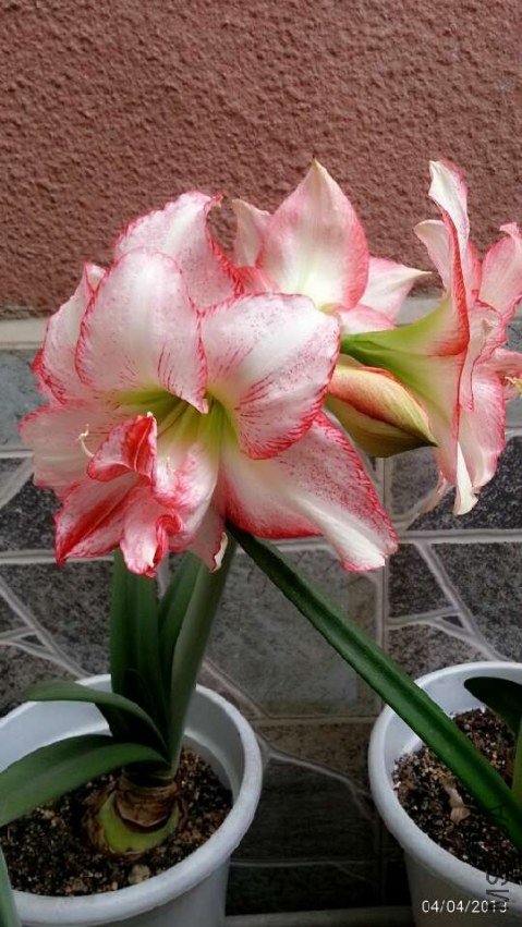 ˫��20130404.jpg