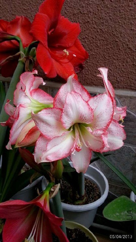 ˫��20130405.jpg