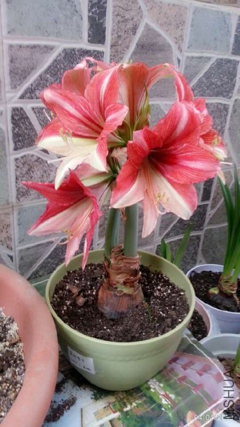 �����ΰ�20130404-.jpg