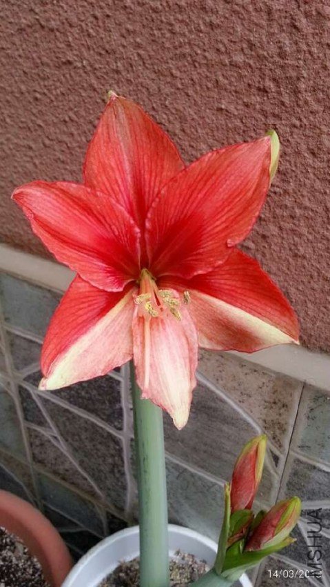 �����ΰ�201303014--.jpg