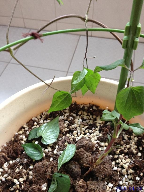 ���տ��� 2013.04.08.JPG