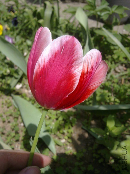 nEO_IMG_ͼ��2424.jpg