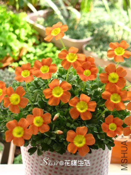 Oxalis obtusa copper oranger 2.jpg