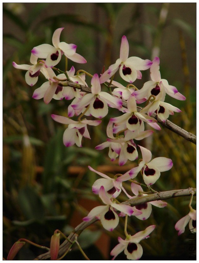 ����ʯ��