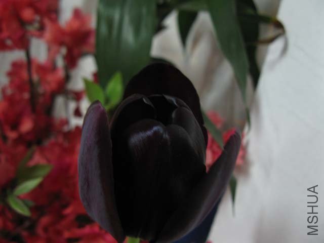 IMG_5117.jpg