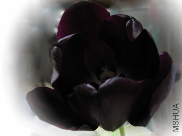 IMG_5175.jpg