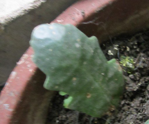 ��̫������