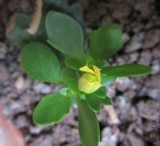 ��̫������