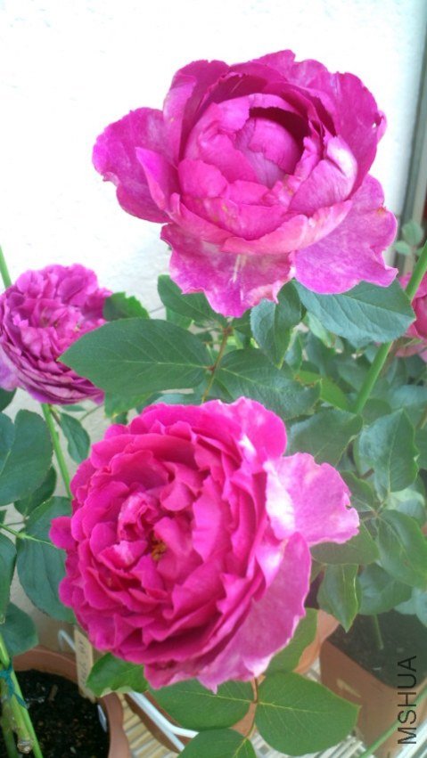 20110622085702.jpg