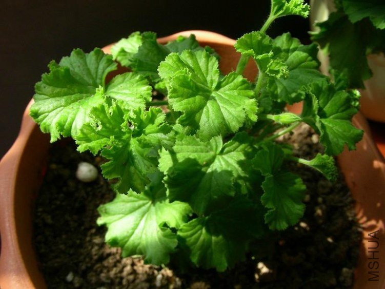 �����µ�����