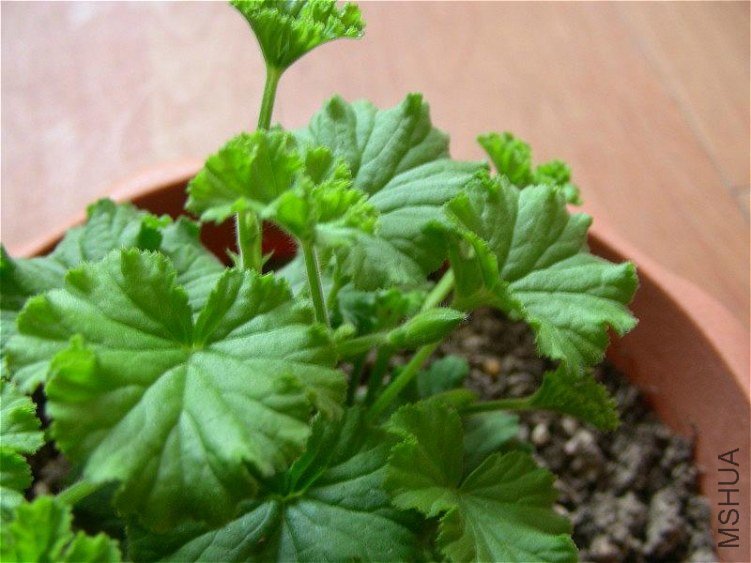 ��һ��С����