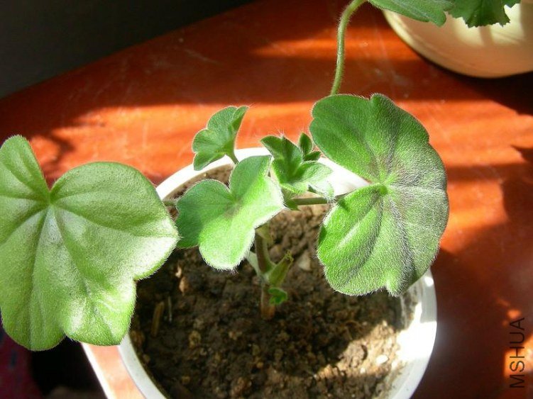 �ں촹�죬Ҳ������