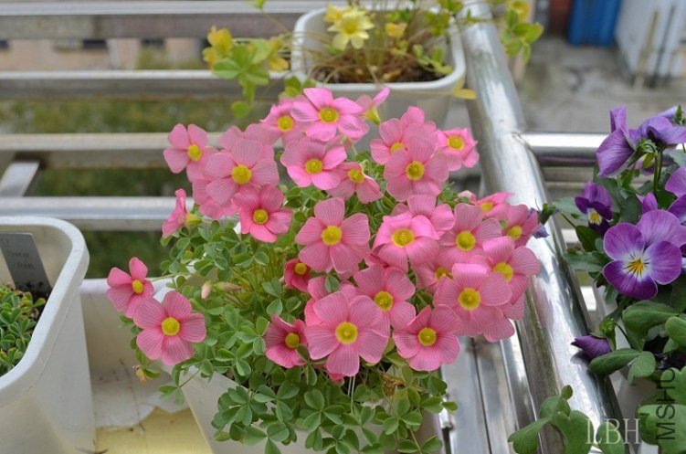 46  high pink.jpg