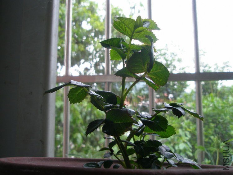 P4110303.jpg