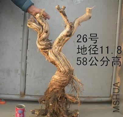 ��Ƭ 024.jpg