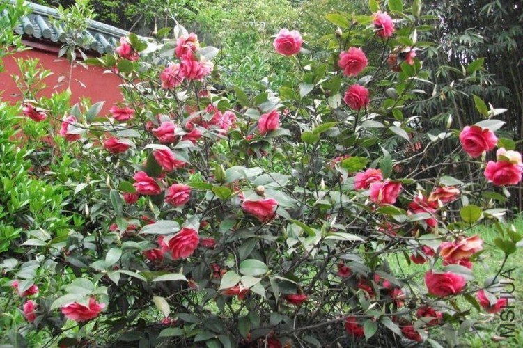 DSCF7300.JPG