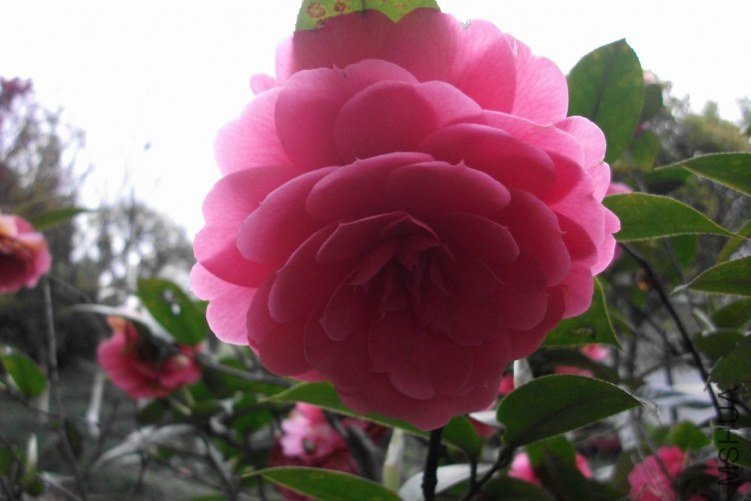 DSCF7302.JPG