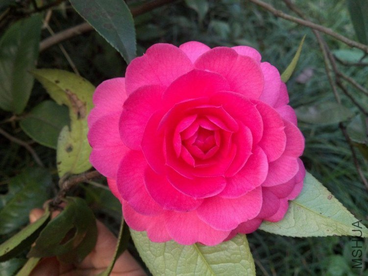 DSCF7301.jpg