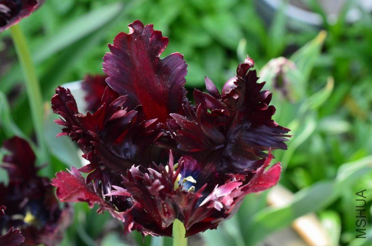 ������С ������20130408 002.JPG