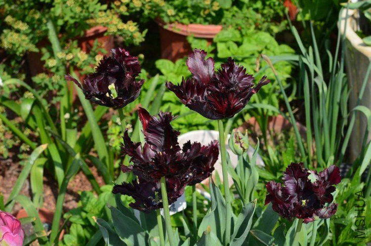 ������С ������20130412 001.JPG