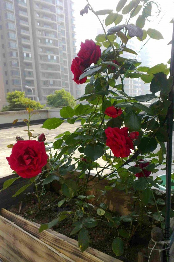 ��ת 12050025.jpg