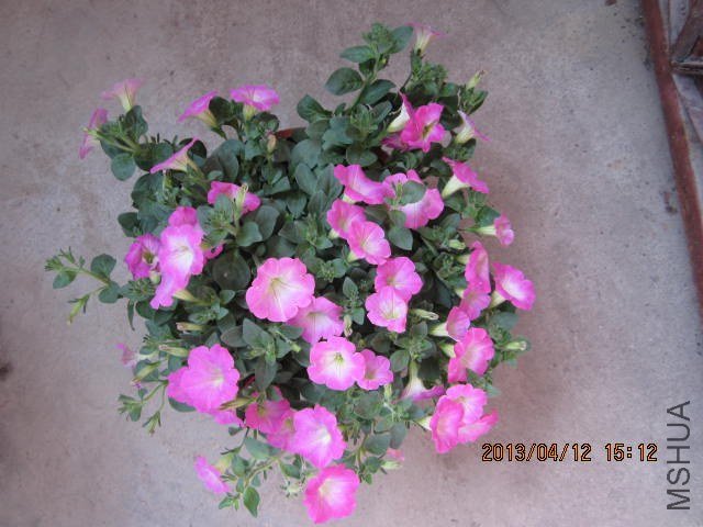 IMG_1232.JPG