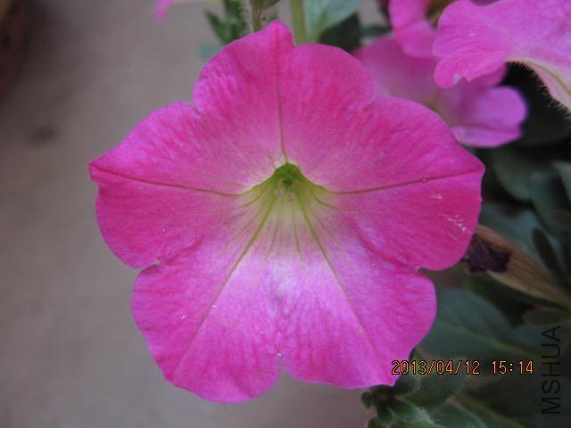 IMG_1239.JPG
