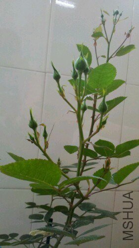 IMG20130412152858.jpg