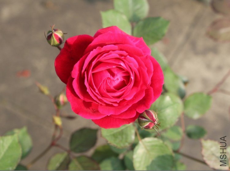 2013-04-12_191744.jpg