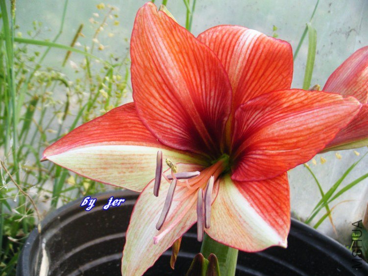 DSCF2872_����.jpg