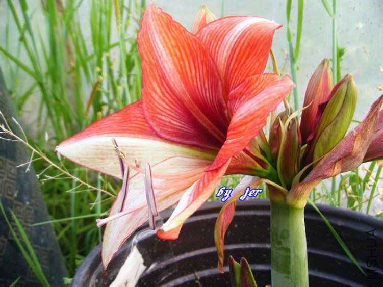 DSCF2873_����.jpg