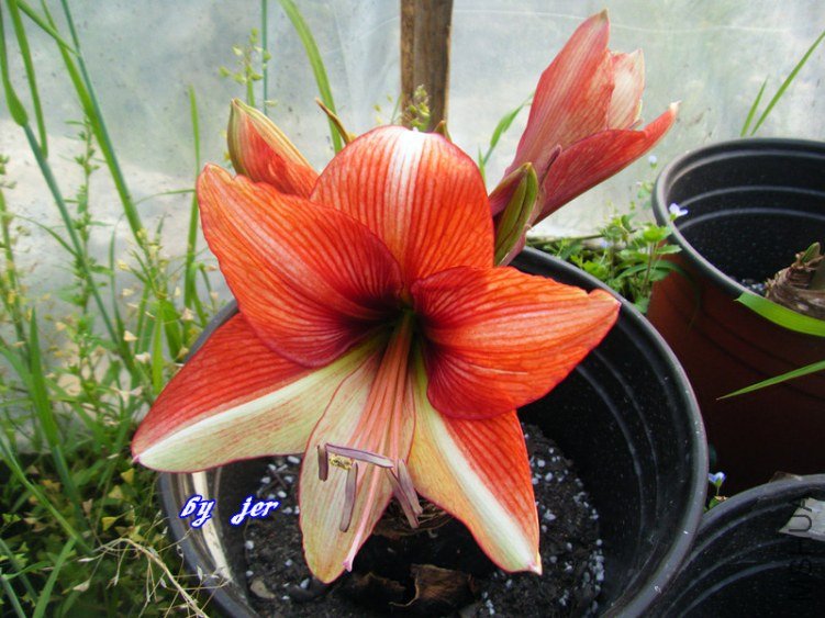 DSCF2869_����.jpg