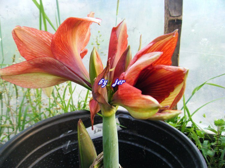 DSCF2870_����.jpg