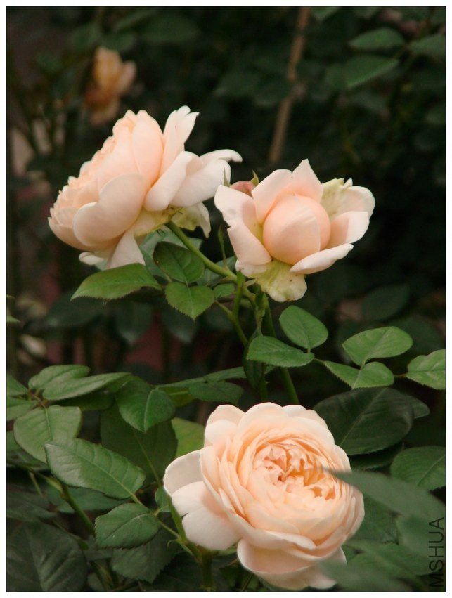 ��������