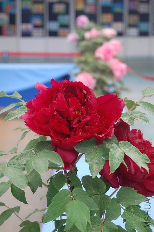 DSC_02940294.JPG