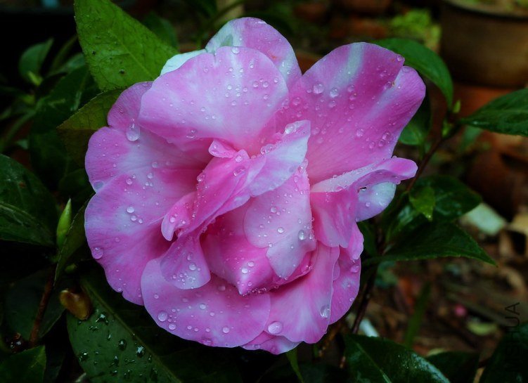 P1850378.jpg