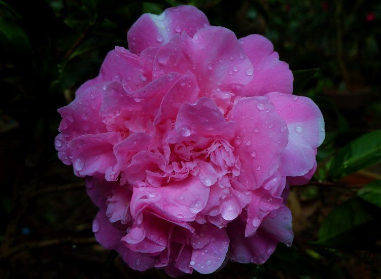 P1850345.jpg