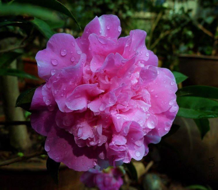 P1850325.jpg