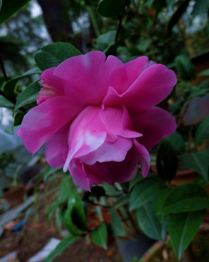 P1930727.jpg