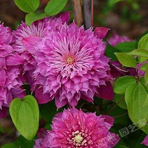 T2MBTnXmtXXXXXXXXX_!!23243119������ �ʵ�.jpg