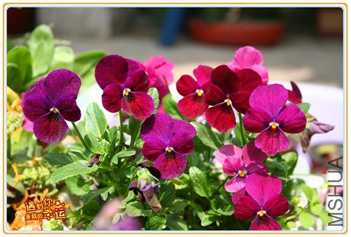 ��Ƭ 099_����.jpg