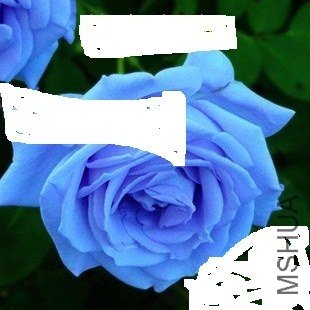 T1Tpk9XhthXXXXXXXX_!!0-item_pic_jpg_310x310.jpg
