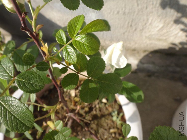 DSC01325.jpg