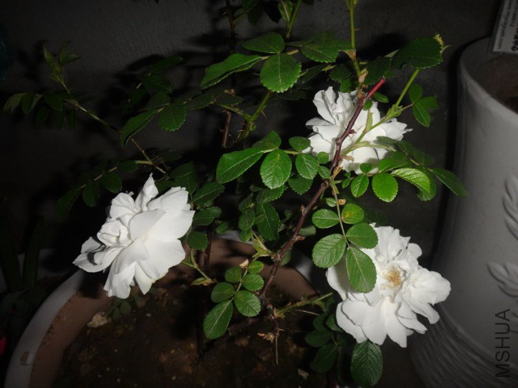 DSC01332.jpg