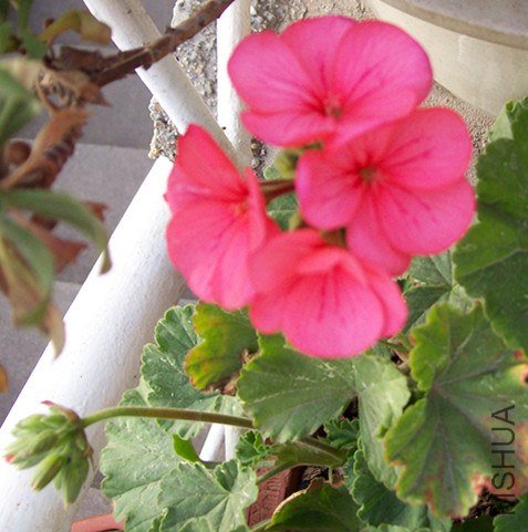 100_2865_����.jpg