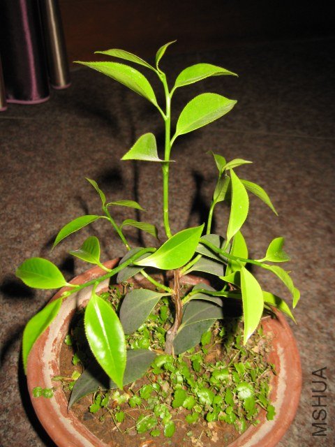 IMG_8818.JPG
