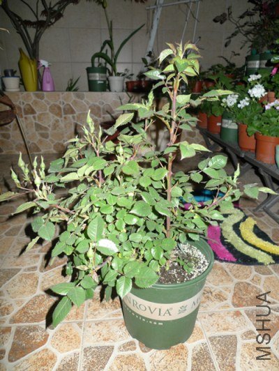 P1270934_����_�༭_�༭.jpg
