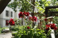 IMG_1098.jpg